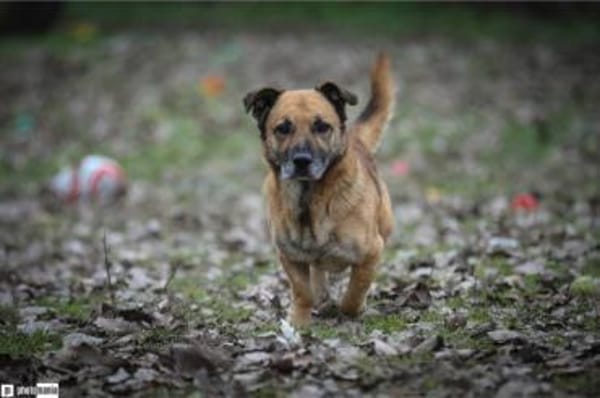 Papesz, menschenbezogener Begleiter, 8J