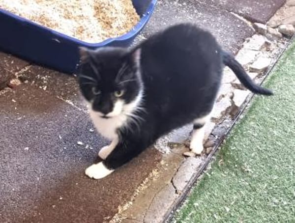 Delpiero  großer Kater mit Hasenherz