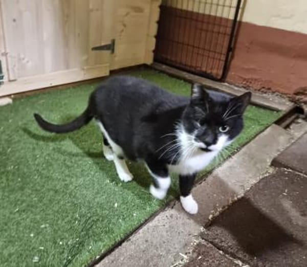 Delpiero  großer Kater mit Hasenherz