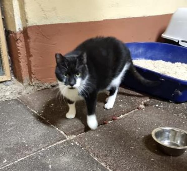 Delpiero  großer Kater mit Hasenherz