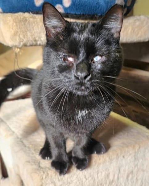 Marzia konnte dem Canile entkommen