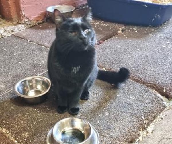 Marzia konnte dem Canile entkommen