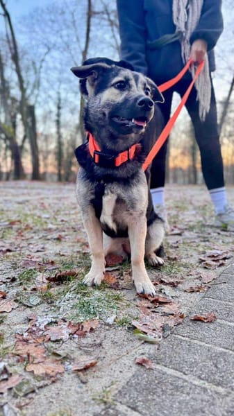 San - Die Feinfühlige