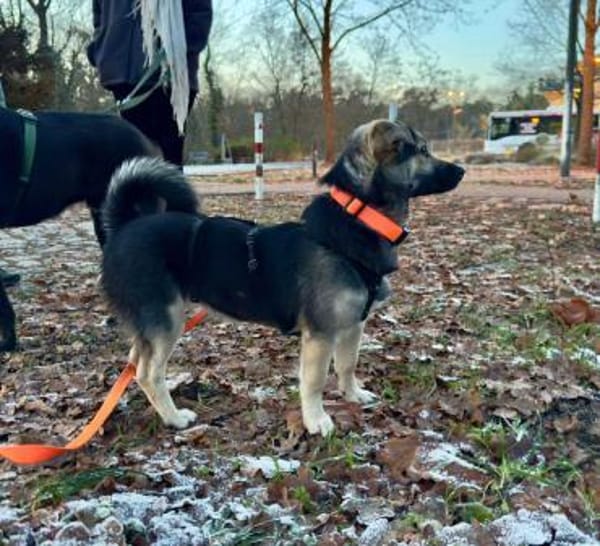 San - Die Feinfühlige