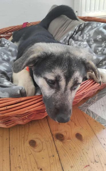 San - Die Feinfühlige