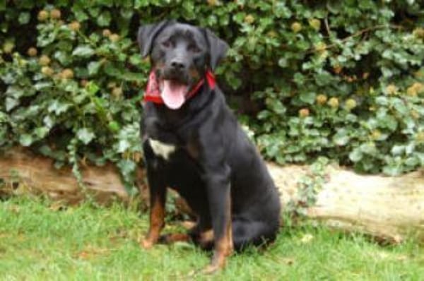 CHOPPER - kleiner Wirbelwind mit Herz