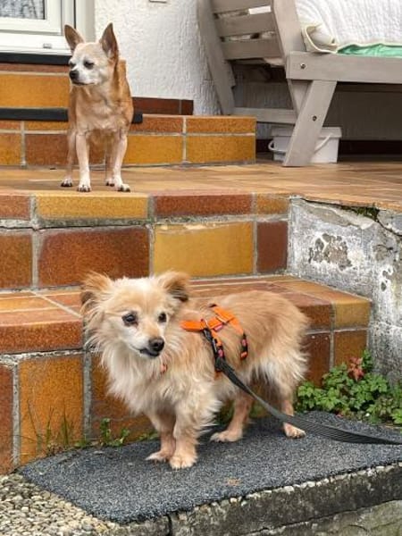 Süßer freundlicher Archie sucht zu Hause