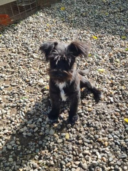 FLEDDI, verspielt und lieb sucht Familie