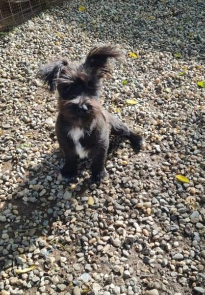 FLEDDI, verspielt und lieb sucht Familie