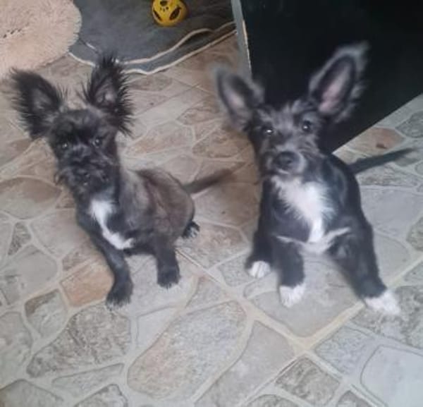 FLEDDI, verspielt und lieb sucht Familie