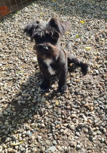 FLEDDI, verspielt und lieb sucht Familie