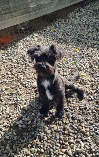 FLEDDI, verspielt und lieb sucht Familie