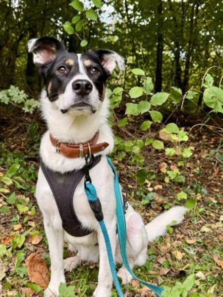 Boroka, entspannte Junghündin,11M 83064