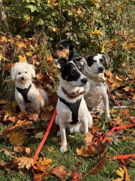 Boroka, entspannte Junghündin,11M 83064