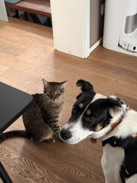 Boroka, entspannte Junghündin,11M 83064