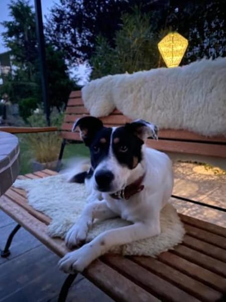 Boroka, entspannte Junghündin,11M 83064