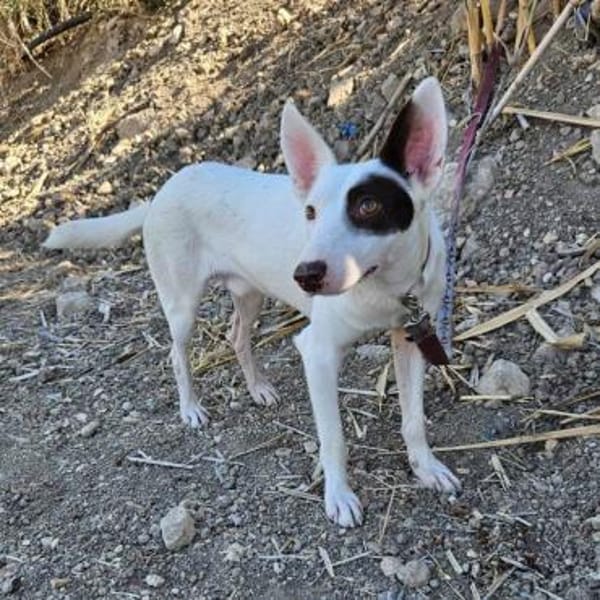 Jack Sparrow  sucht seine Familie