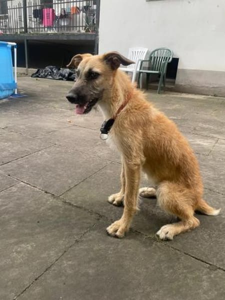 Tino tapferer Kämpfer sucht sein Glück