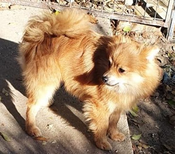 Milo° in 41472 Neuss