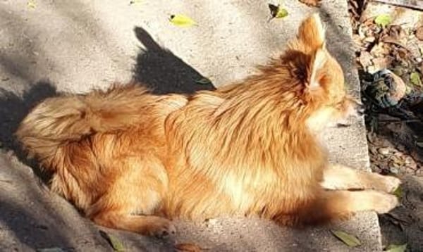 Milo° in 41472 Neuss