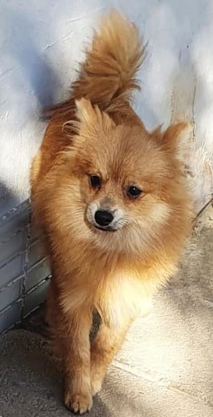 Milo° in 41472 Neuss