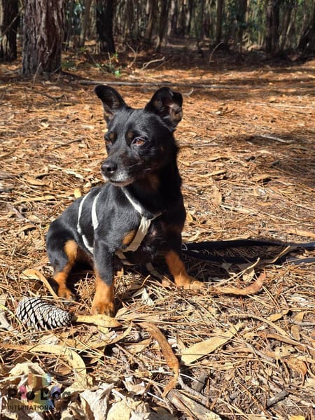 Karlchen auf Pflegestelle