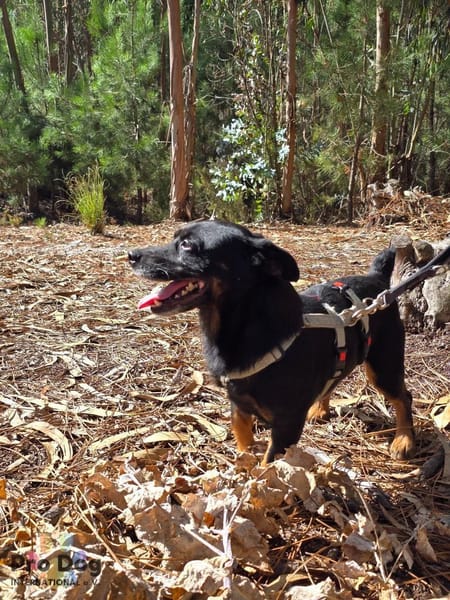 Karlchen auf Pflegestelle