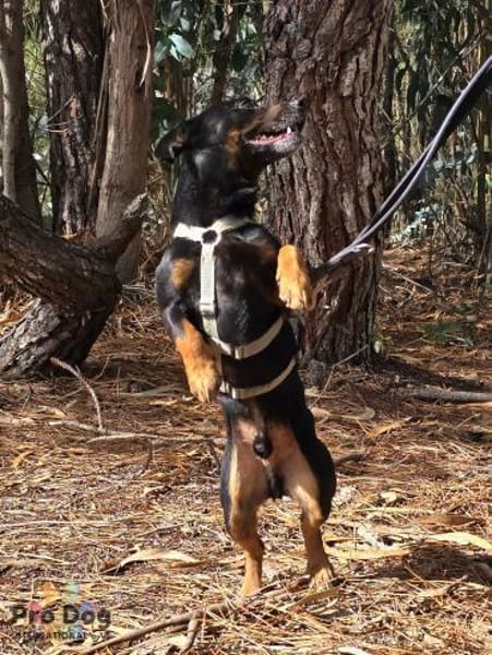 Karlchen auf Pflegestelle