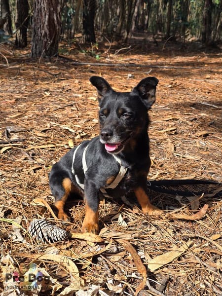 Karlchen auf Pflegestelle