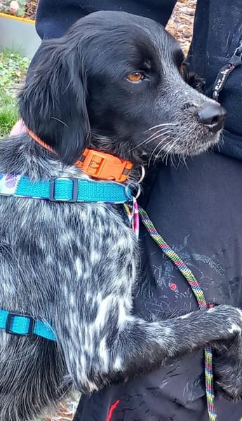 Liebe Bretonhündin Viola  sucht Zuhause