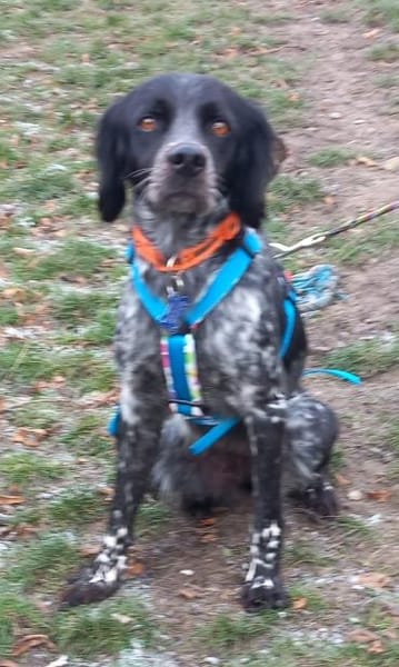 Liebe Bretonhündin Viola  sucht Zuhause