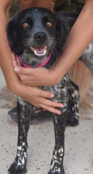 Liebe Bretonhündin Viola  sucht Zuhause