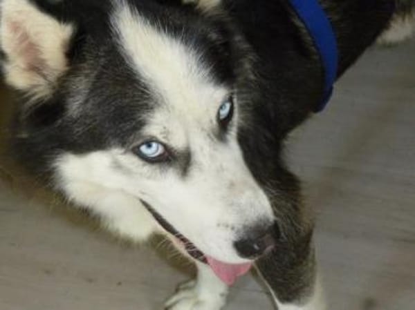 EYOLF -lieber, offener Huskymix-