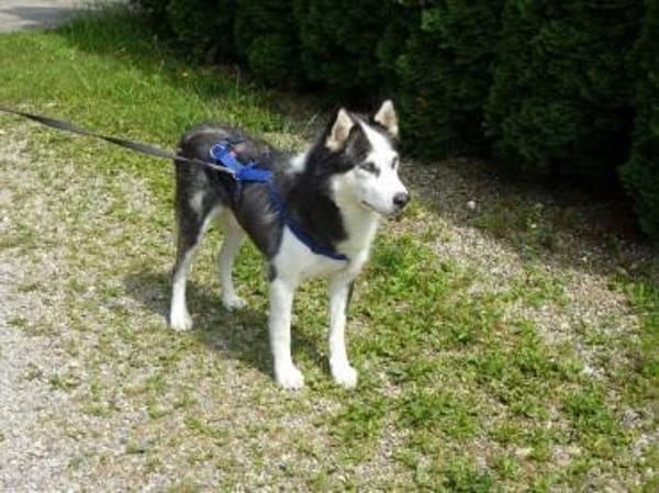 EYOLF -lieber, offener Huskymix-