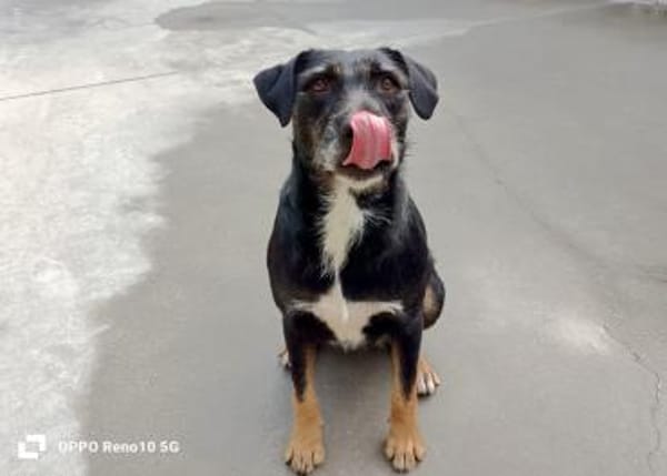 Unsere verschmuste JUNA sucht ihr Glück