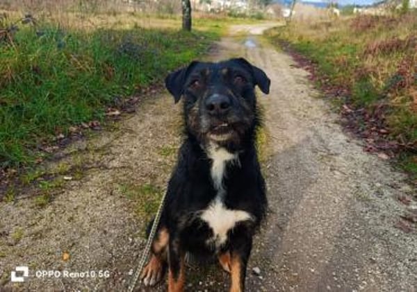 Unsere verschmuste JUNA sucht ihr Glück