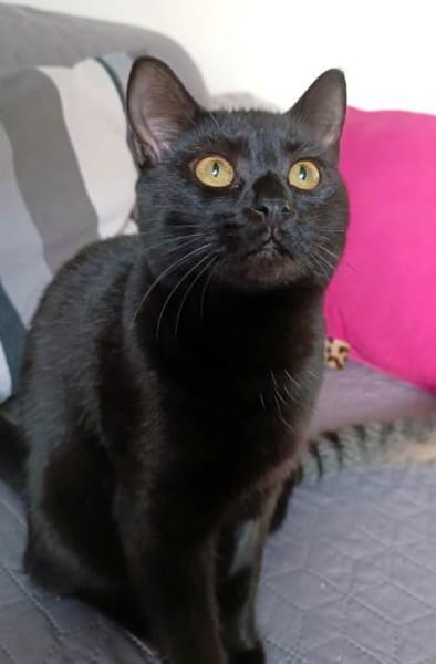 Beat -  charmanter schwarzer Kater