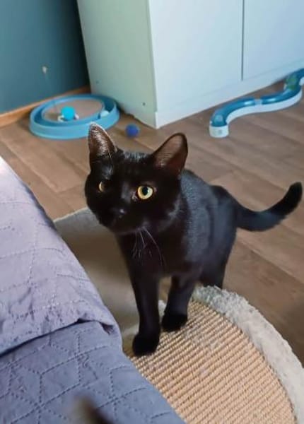 Beat -  charmanter schwarzer Kater