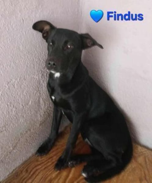 Findus - möchte endlich ankommen