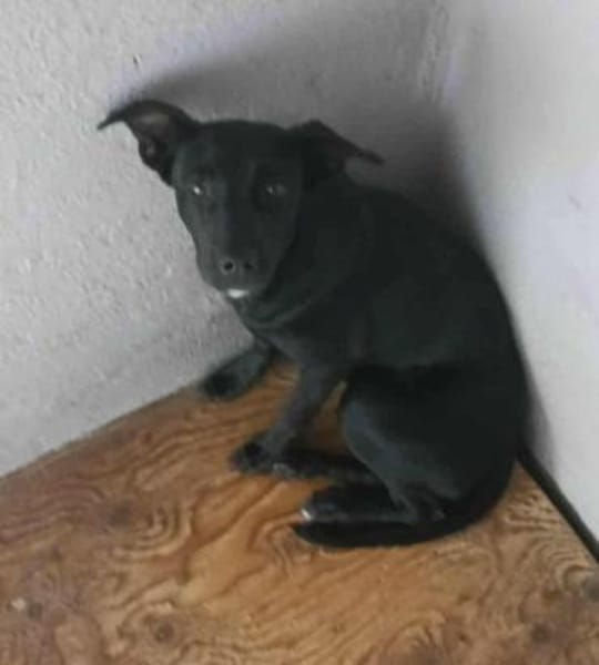 Findus - möchte endlich ankommen