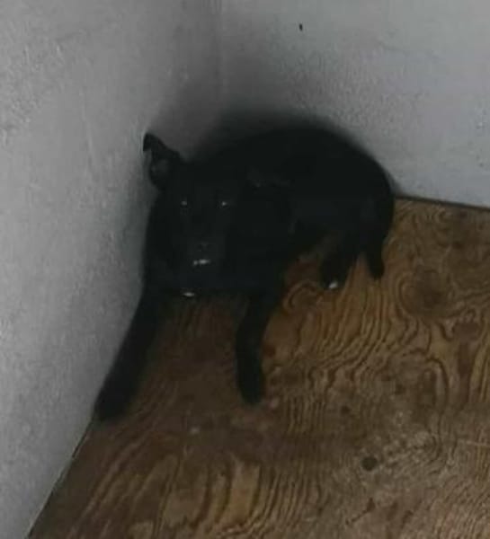 Findus - möchte endlich ankommen