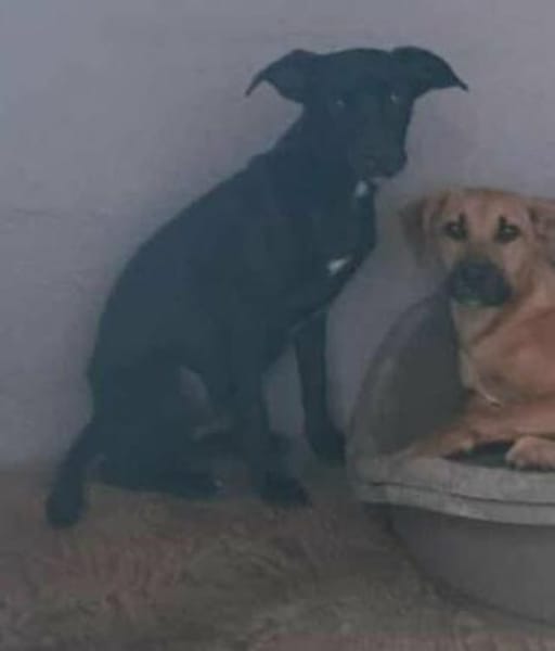 Findus - möchte endlich ankommen