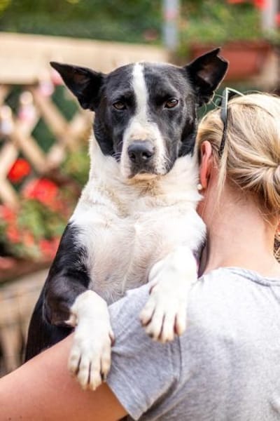 Benny, freundlicher Bub, ca. 4 Jahre, ca