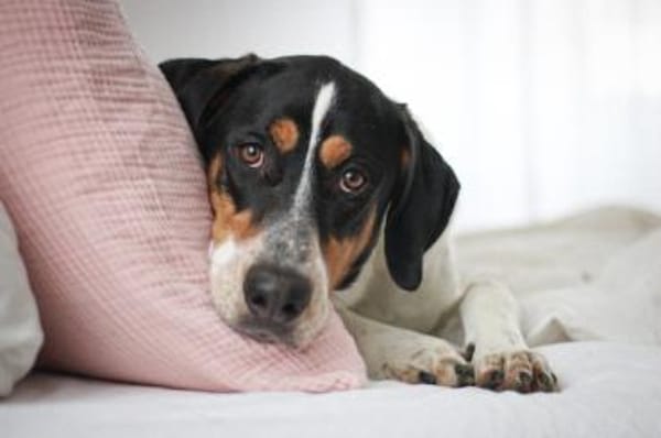 Lasse, große Schönheit, 2J 34128