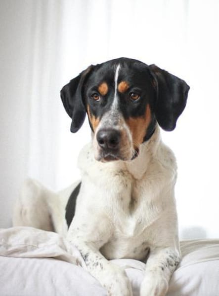 Lasse, große Schönheit, 2J 34128