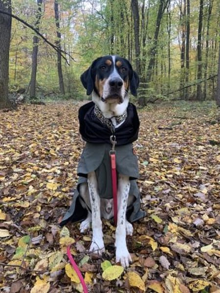 Lasse, große Schönheit, 2J 34128