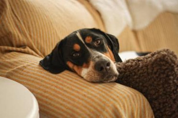 Lasse, große Schönheit, 2J 34128