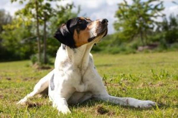 Lasse, große Schönheit, 2J 34128