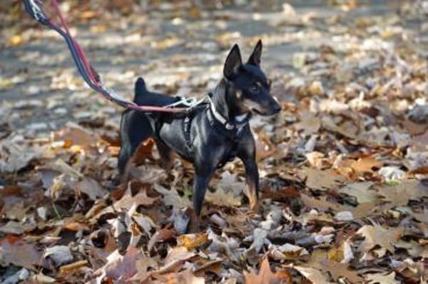 Raisa wurde ausgesetzt