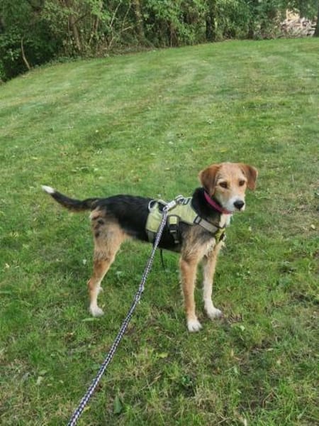 Enrico - sucht seine Menschen